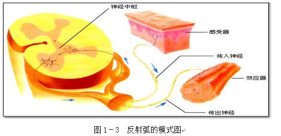 神经外科主要治疗哪些疾病？