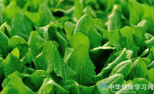 菠菜养肠胃吗？多吃菠菜能补维生素吗？