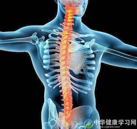 如何对脊椎进行养生？脊椎疾病为何多发？